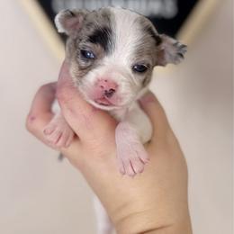 Max - Merle male Chihuahua puppy in Harrison, Michigan from Cloud9 Chihuahuas