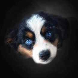 Miniature Australian Shepherds and Toy Australian Shepherds from Gamel’s Aussome Aussies