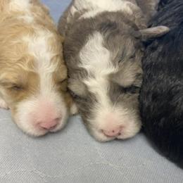 Sheepadoodle Puppies from Sarah Pearl’s Mini Sheepadoodles