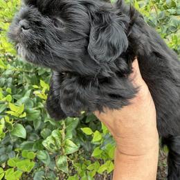 Rocky - Black male Shih Tzu puppy in Ocala, Florida from Mimi's Shih-tzus of Ocala