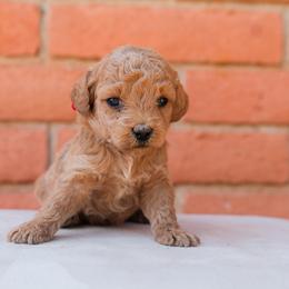 Aussiedoodle and Goldendoodle Puppies from Ever After Doodles Arizona