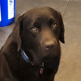 TW - Labrador Retriever