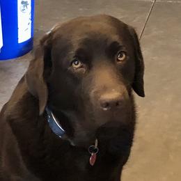 TW - Labrador Retriever
