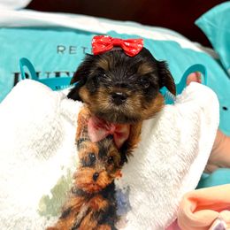 Red - Blue and gold male Yorkshire Terrier puppy in Milton, Florida from Sassenach Yorkie Kennels