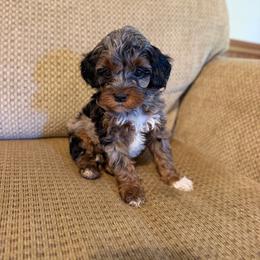 Jasper - Merle male Cockapoo puppy in Albany, Kentucky from Windy Pines Farm