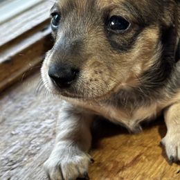 Curly - Cream male Dachshund puppy in Littlestown, Pennsylvania from Little Kisses Doxies