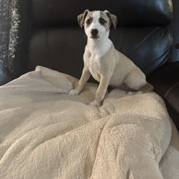Whippet Puppies from Longlesson kennels