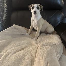 Whippet Puppies from Longlesson kennels
