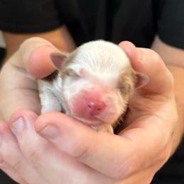 Boy 2 - Red merle male Australian Shepherd puppy in Jacksonville, Florida from Solace Australian Shepherds