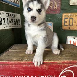 Avery - Gray and white female Siberian Husky puppy in Burnsville, North Carolina from Peterson Puppies