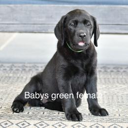 Girl 2 - Black female Labrador Retriever puppy in Mississippi from Sure Shot English Labs