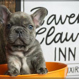 French Bulldog Puppies from Frenchies A La Mode