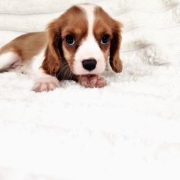 Cheetos - Blenheim male Cavalier King Charles Spaniel puppy in Wilburton, Oklahoma from My Kids Kennel