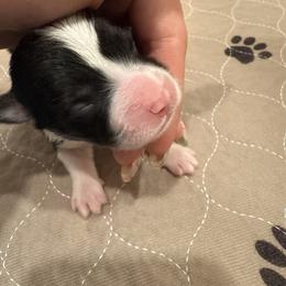 Black - Black and tan female Pembroke Welsh Corgi puppy in Eltopia, Washington from PNW Pup Co.