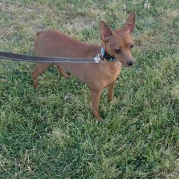 Ruby - Miniature Pinscher