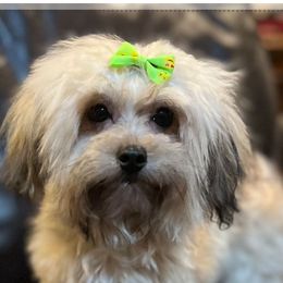 Holly - Havanese