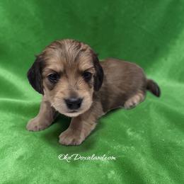 Van - Cream male Dachshund puppy in Oklahoma City, Oklahoma from OkieDoxieland Dachshunds