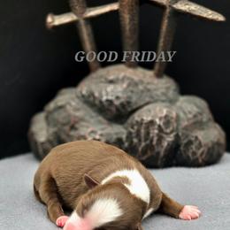 FAITH - Red tri female Toy Australian Shepherd puppy in Viking, Minnesota from Son Shine Farm