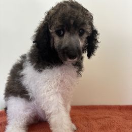 Poodle Puppies from Paddock's Purebred Poodles
