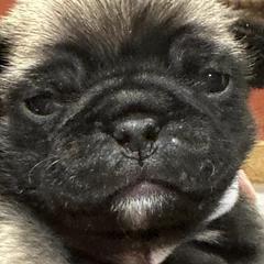 Dachshunds and Pugs from Spring Ridge Kennels