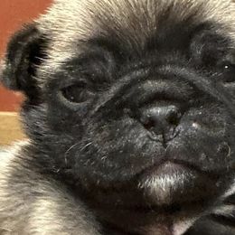 Dachshunds and Pugs from Spring Ridge Kennels