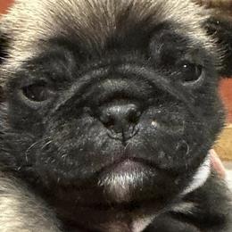 Dachshunds and Pugs from Spring Ridge Kennels