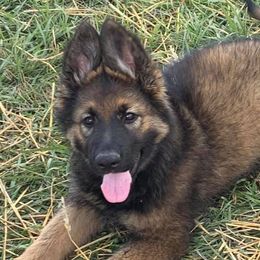 German Shepherds from Murphy's Shepherds