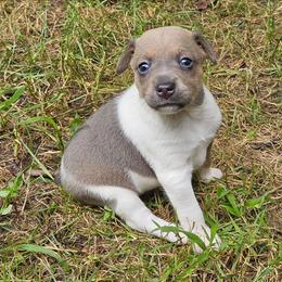 Hel - White and blue fawn female Rat Terrier puppy in Lynn, Alabama from Cryptic Rat Terriers
