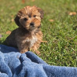 Bentley - Black and gold male Yorkshire Terrier puppy in Diamondhead, Mississippi from Jazzy Puppy Palace