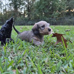 Dachshund Puppies from Jennifer Starkey