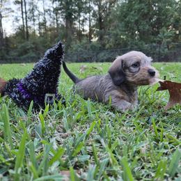 Dachshund Puppies from Jennifer Starkey