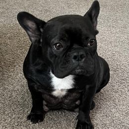 Boxers and French Bulldogs from Infinity Boxer’s n Infinity French Bulldog’s Von Helm