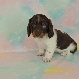 Dachshund Puppies from Newbern's Nuggets