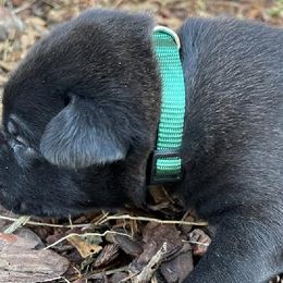 Boy 2 - Gold brindle Dutch Shepherd puppy in Duffield, Virginia from Sage Mountain Farm and Kennels
