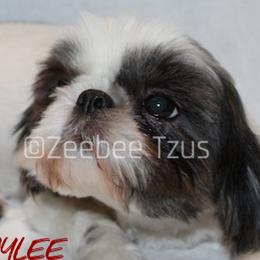 Baylee - Shih Tzu