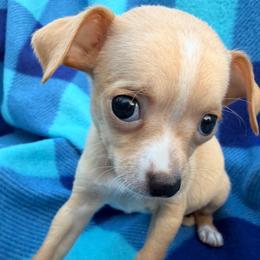 Fuego - Fawn male Chihuahua puppy in Palm Coast, Florida from Fiesta Pups