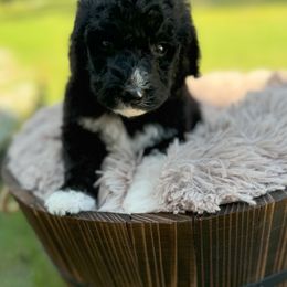 Bernedoodle and Goldendoodle Puppies from Cozy Creek Doodles
