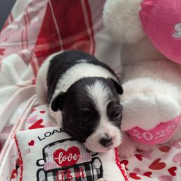 Valentine - Black and white female Chihuahua puppy in Waycross, Georgia from OakView Farm Chihuahuas FB