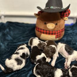 Goldendoodle Puppies from Life is Golden Doodles