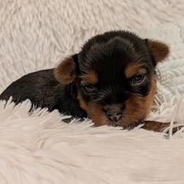 Paige - Black and tan female Yorkshire Terrier puppy in Gatesville, Texas from KontryKritterz Yorkies