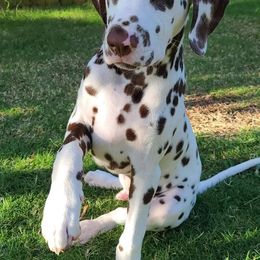 Dalmatian Puppies from Sublime Dalmatians