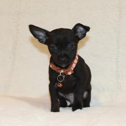 Stewart - Black male Chihuahua puppy in Willamina, Oregon from Cherished Chihuahuas