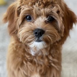 Cavapoo Puppies from Cavapoos R4 Cuddles