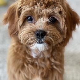 Cavapoo Puppies from Cavapoos R4 Cuddles