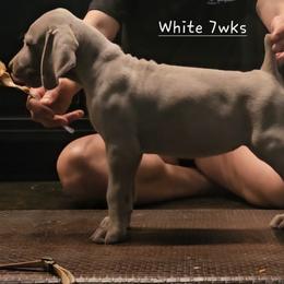 White Collar - Silver gray female Weimaraner puppy in Indiana from So-IN Weimaraner's