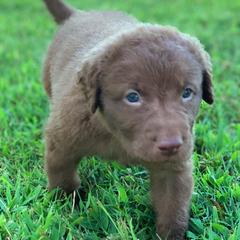 Chesapeake Bay Retriever Puppies from Hickory Creek Chesapeakes