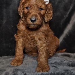 Goldendoodle Puppies from Angie's goldendoodles