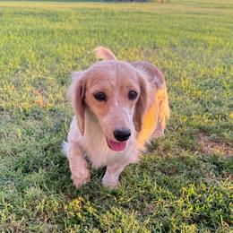 Blondie - Piebald female Dachshund puppy in Buckeye, Arizona from Ryder's Roundup
