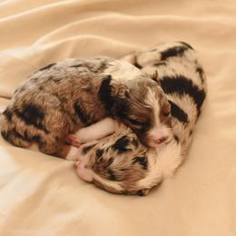Aussiedoodle, Australian Labradoodle, Bernedoodle, and Golden Retriever Puppies from Golden Light Puppies