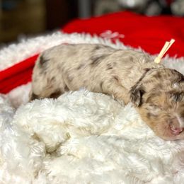 Aussiedoodle Puppies from Gore Doodle Ranch